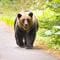 墓を掘り起こし埋葬された死体をむさぼる…ヒグマが人肉に執着する｢人喰い熊｣に変身した"本当のキッカケ"