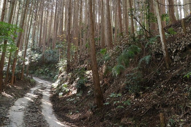 縄張図の「現在地」あたり。段曲輪の側面はほぼ自然地形か
