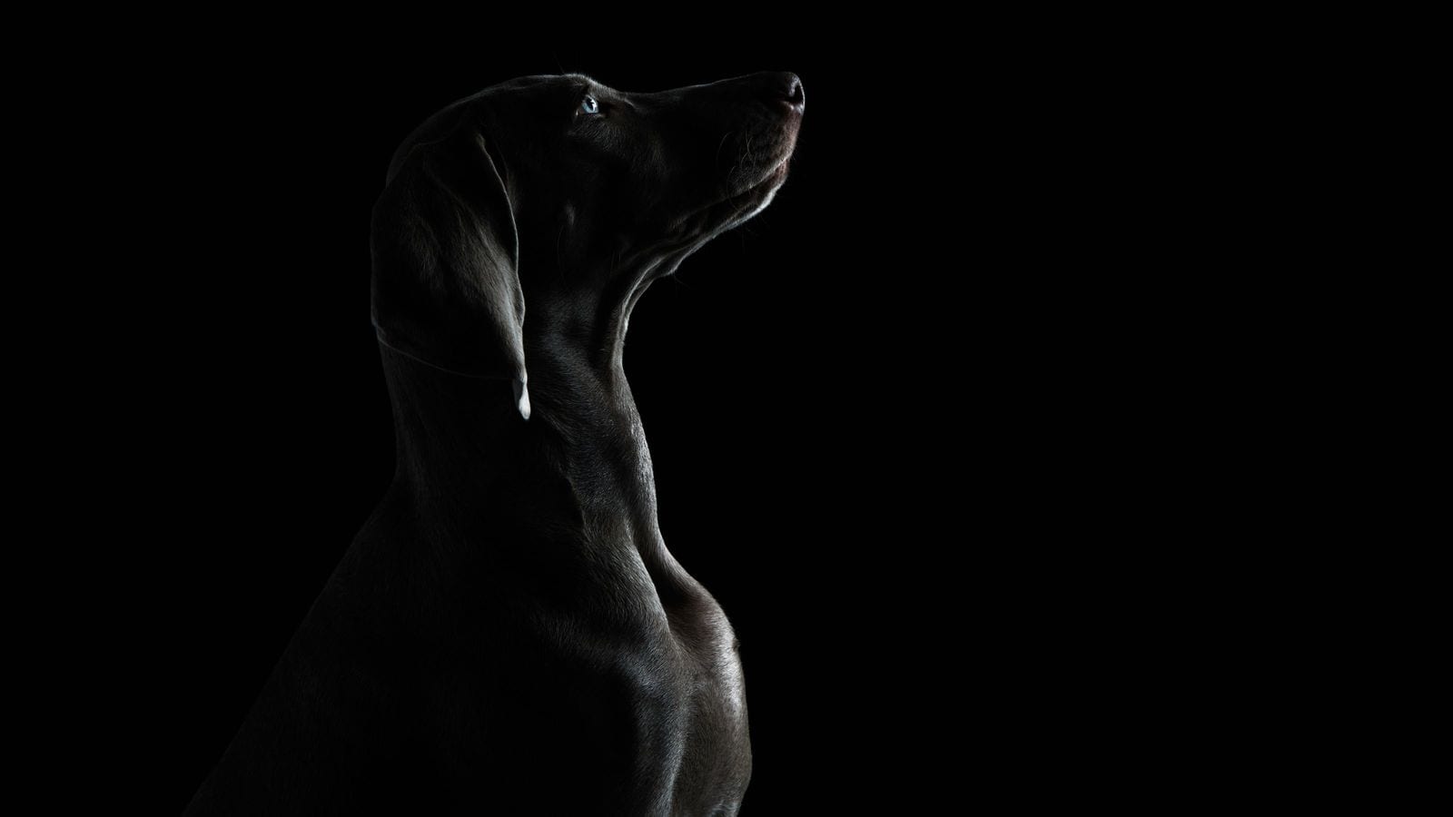 ｢2匹が寄り添うように死んでいた｣孤独死現場に残されたペットたちの末路 ｢共食い｣をしているケースもある