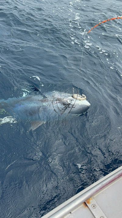 ヒットしたマグロが釣り上げられる瞬間