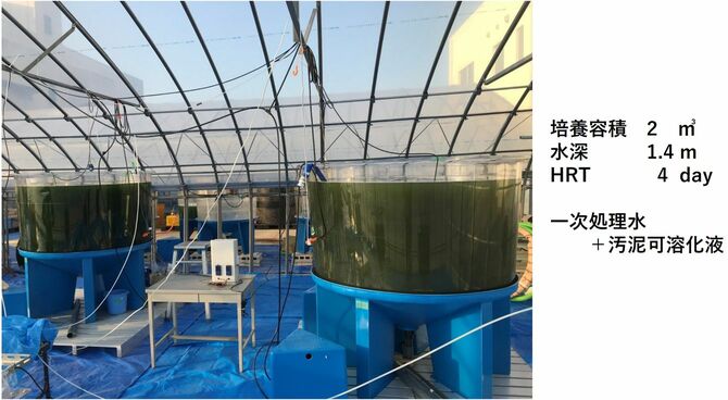 混合栄養藻類は深さ1.4メートルのタンクでも増えた。