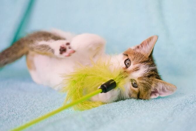 玩具で遊ぶ子猫