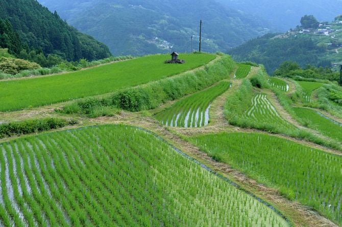 緑が美しい山岳地域の段々畑