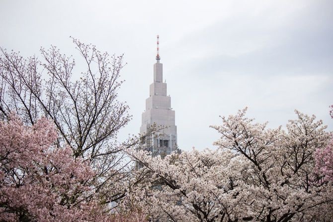 桜咲く新宿御苑から見えるドコモ代々木ビル