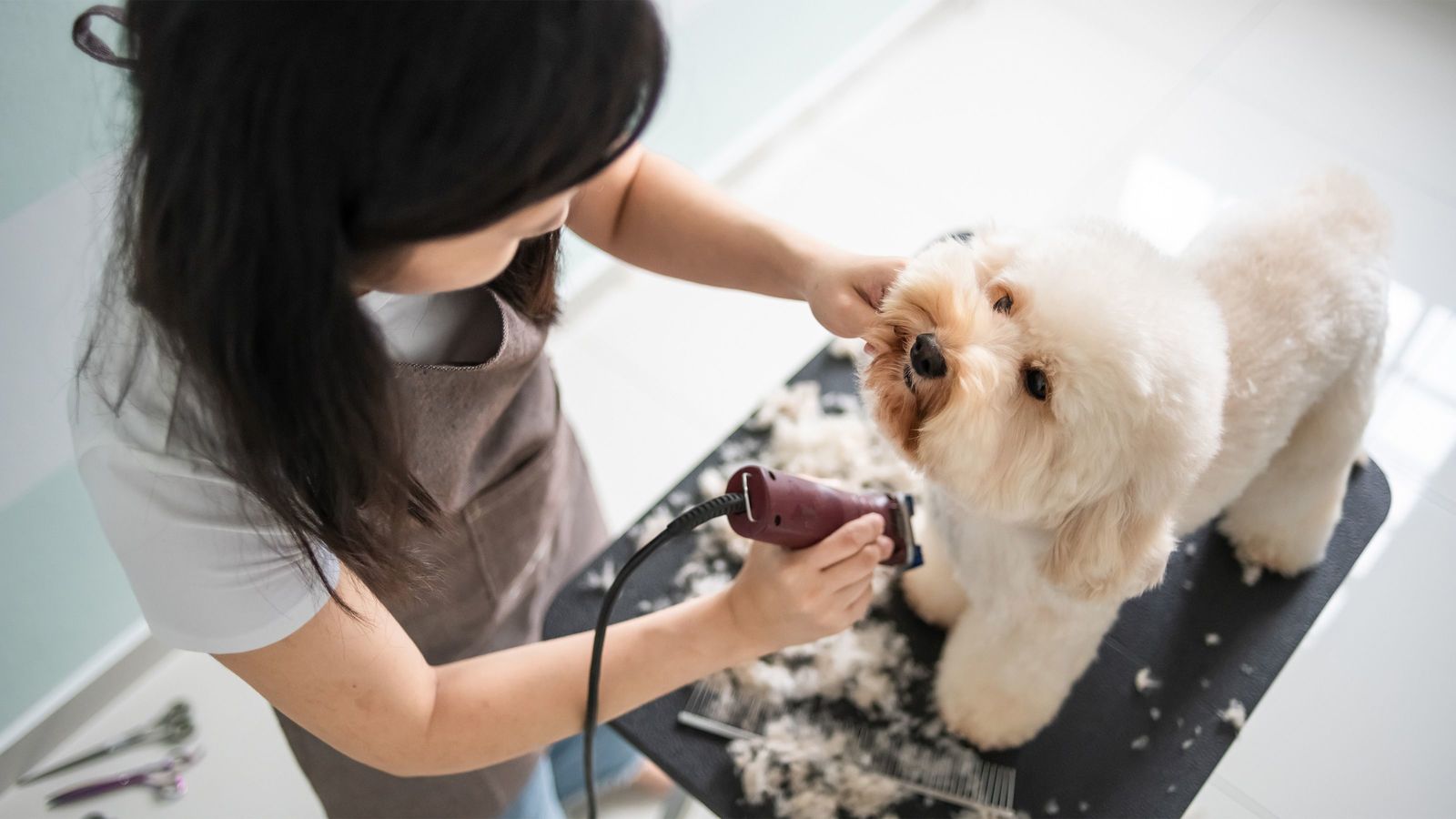 子どものいない専業主婦妻の生きがいだった…愛犬に月10万円使う妻に愛想をつかした夫が残した置手紙の中身 ｢お友達はもっといいフードを食べさせているのに｣