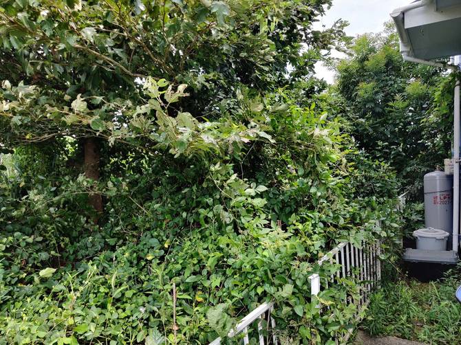 管理をせず、連絡にも応じない筆者宅の隣接区画。