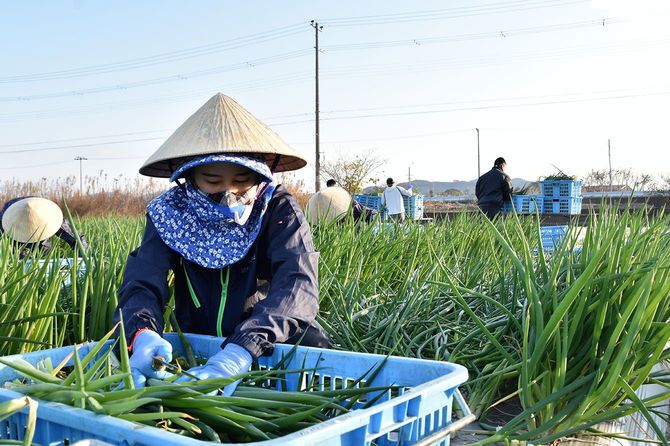 畑で作業するベトナム人