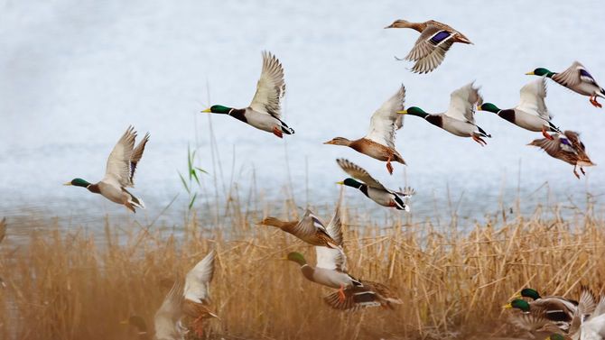 湖の上を飛ぶマガモ