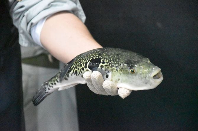 奈良県天川村から初出荷された「トラフグ」。