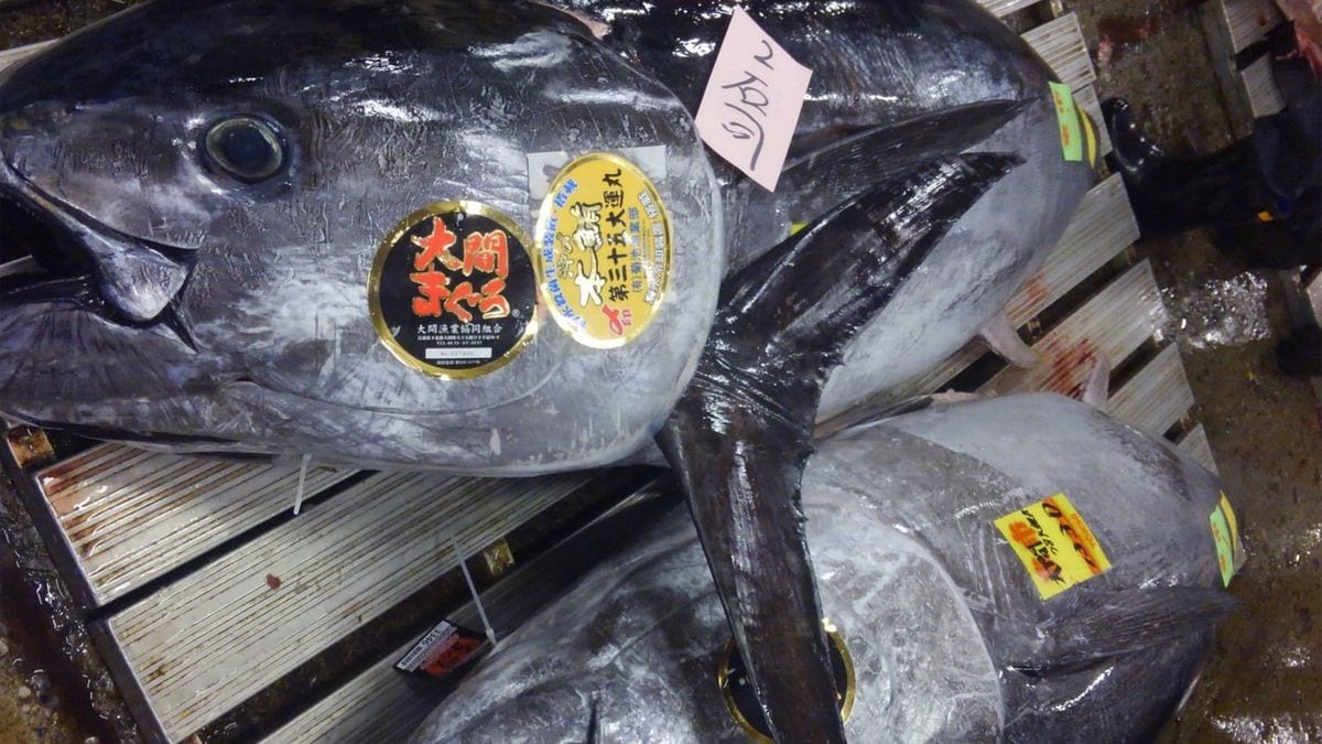 マグロ わずか2分で300キロ超の大物が釣れる…豊漁で大ブームとなった｢遊びの
