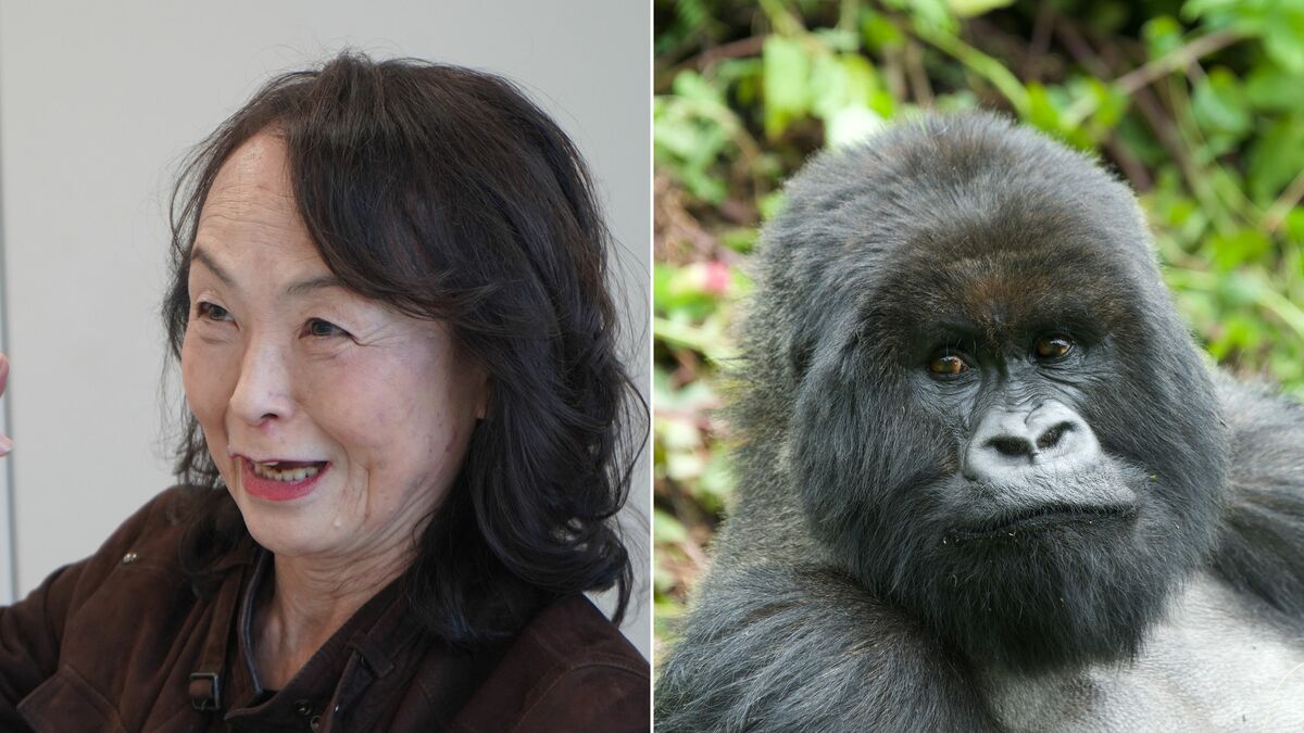 子供の命を奪った犯人とすぐに交尾する…ゴリラの母親が｢死んだ子供