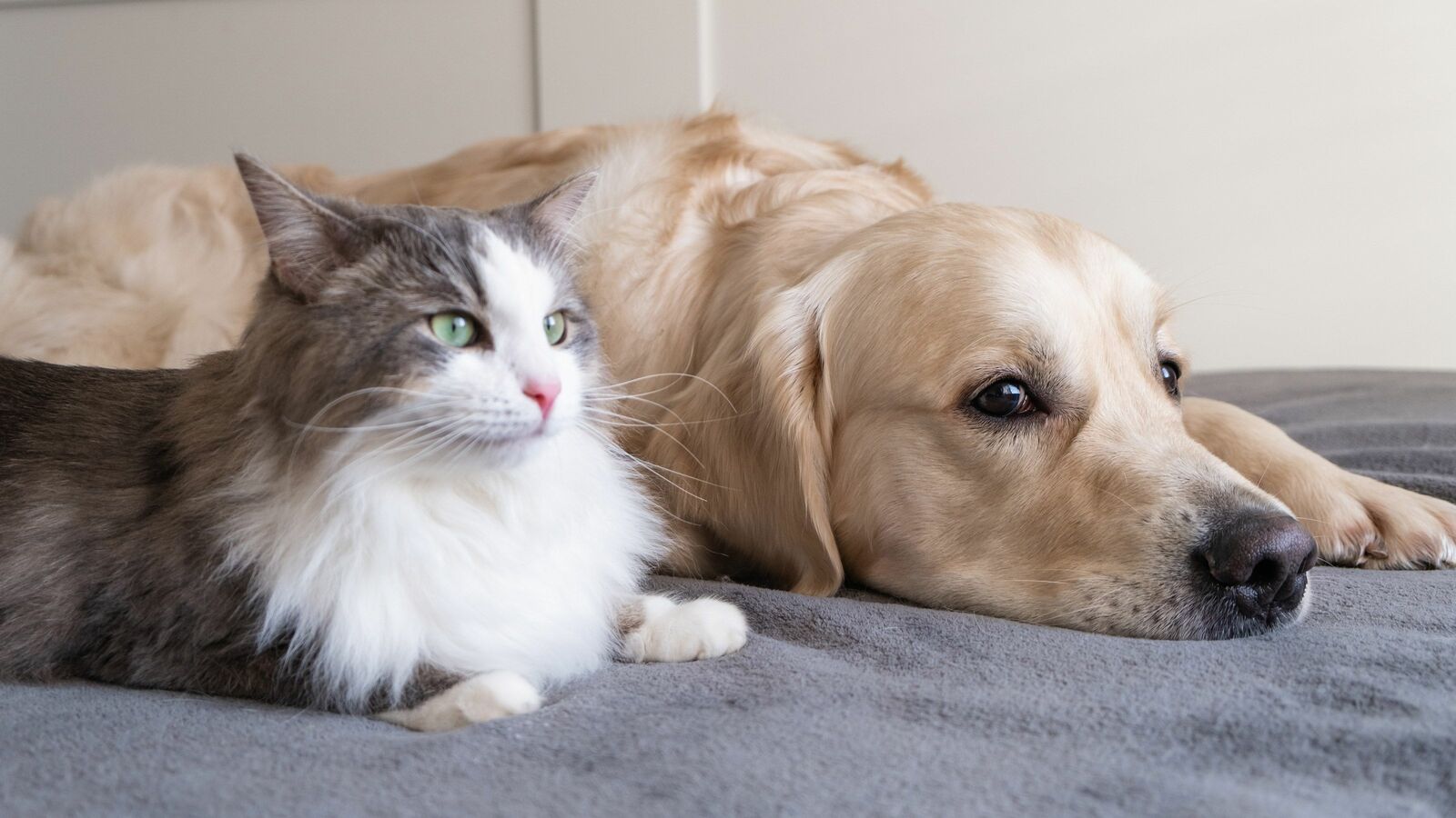 ｢ペットは子供よりもコスパがいい｣日本人が"妥協案"として犬や猫を飼い始める切実な事情 結婚､子育ては労力がかかる上に社会経済的リスクが高すぎる