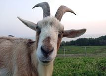 瀬戸内で"島ぐらし2.0"実践者の超リア充