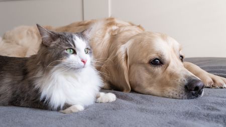 子育て ペット 犬 猫