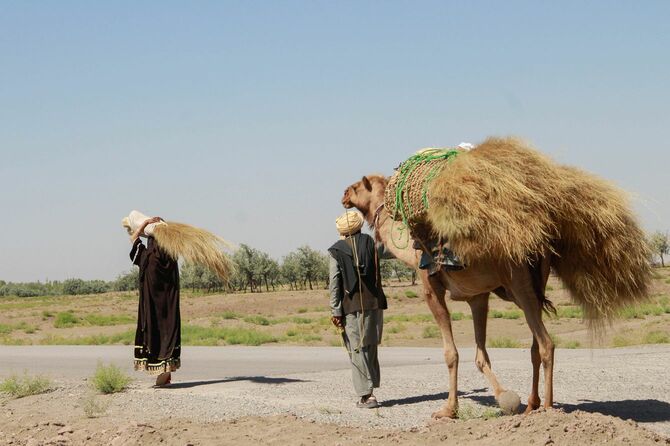 アフガニスタンの農業従事者