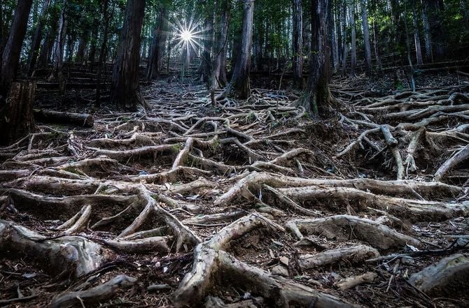 2026優秀賞「大地に根を張る」杉山 薫さん