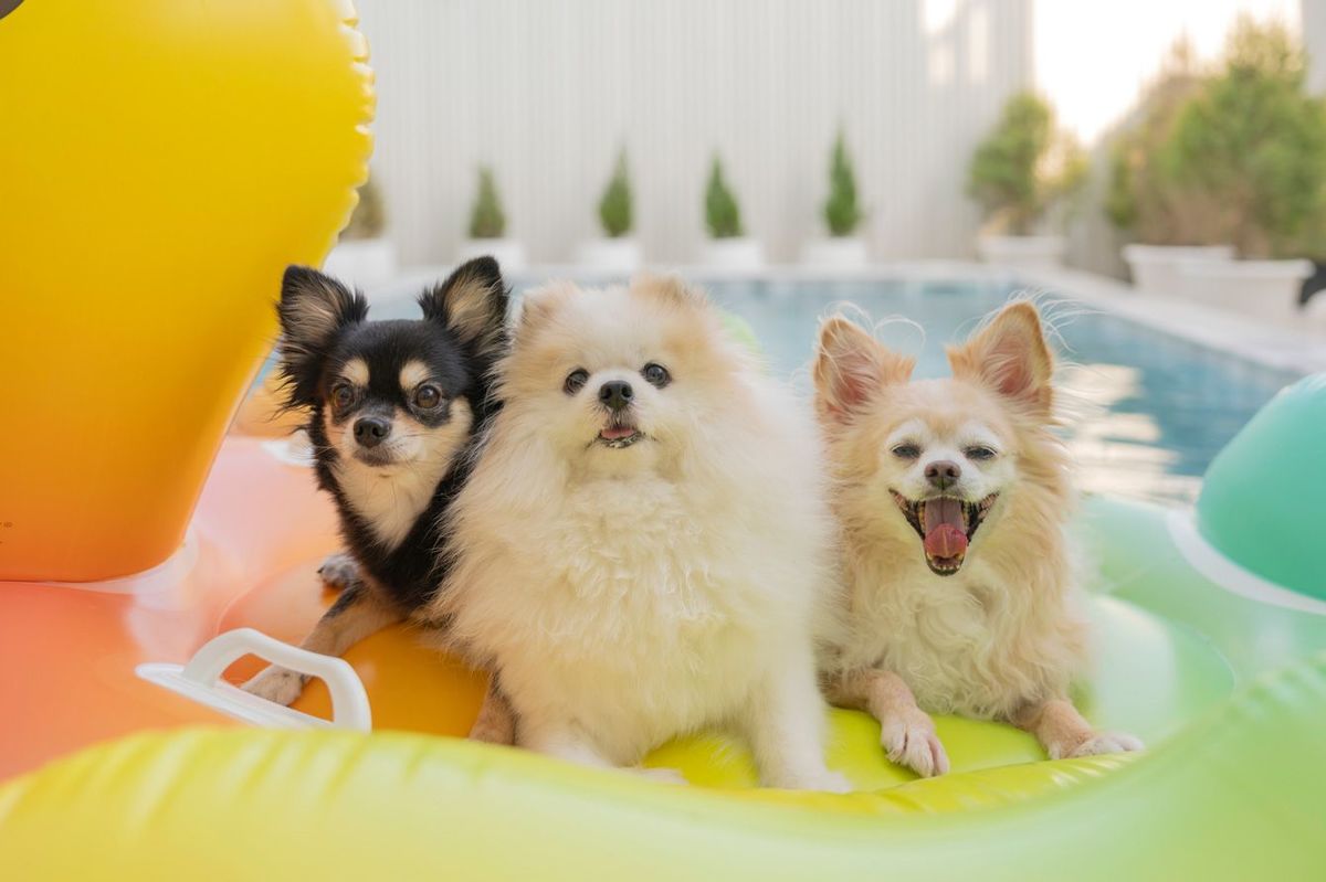 プールの浮き輪で遊ぶチワワとポメラニアン