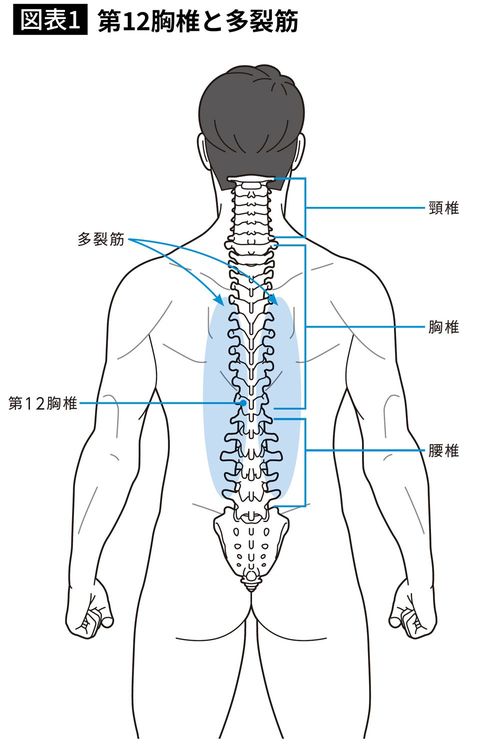 第12胸椎と多裂筋