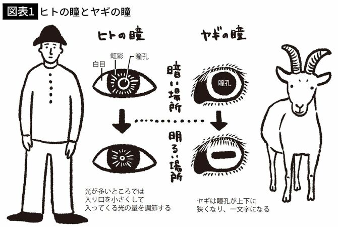 【図表1】ヒトの瞳とヤギの瞳