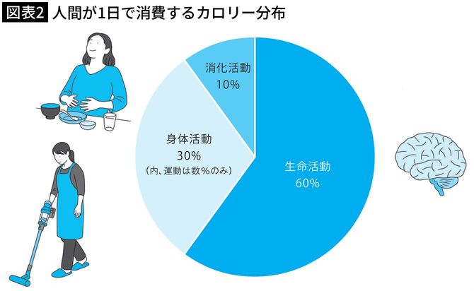 【図表2】人間が1日で消費するカロリー分布