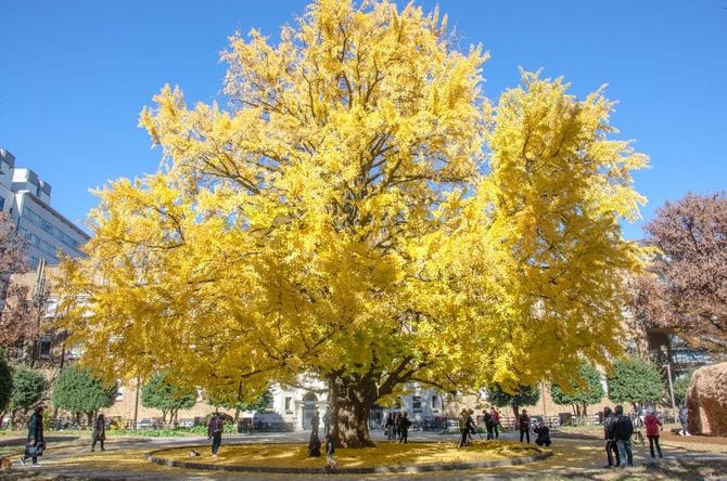 東京大学のイチョウの木