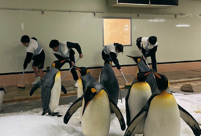ペンギンが暮らすエリアの掃除