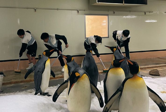 アドベンチャーワールドでのプログラムでは、ペンギンが暮らすエリアの掃除も
