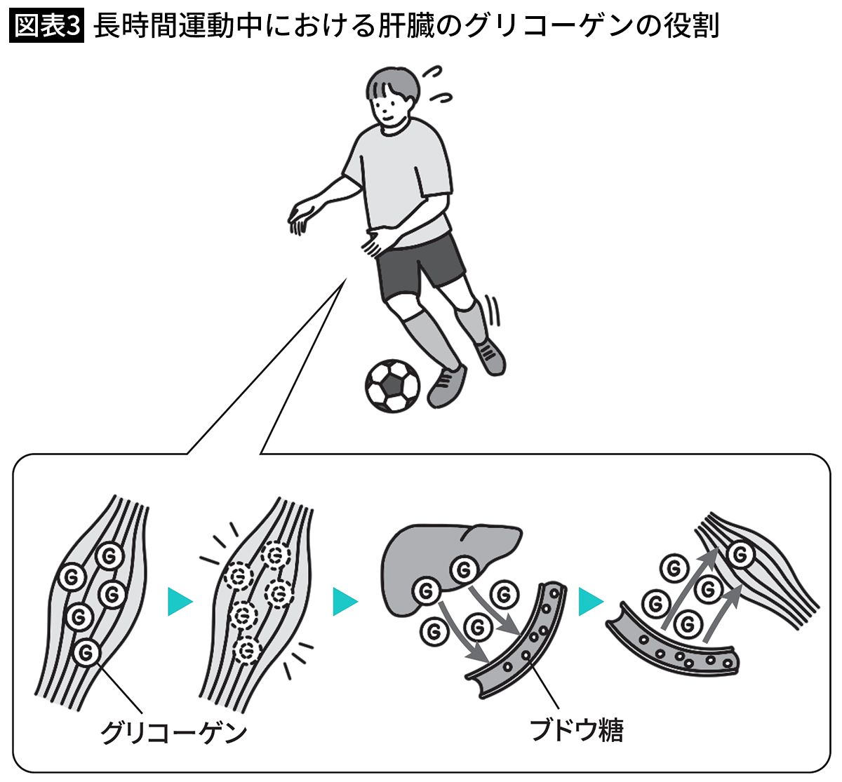 【図表3】長時間運動中における肝臓のグリコーゲンの役割