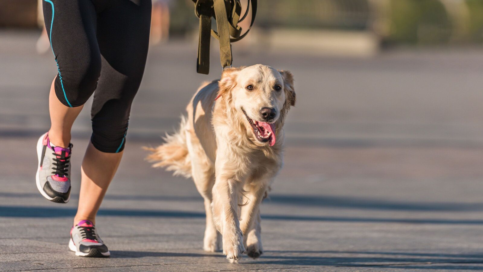 ｢散歩=犬の運動｣ではない…愛犬の健康寿命を延ばすために｢えさやり｣と｢散歩｣で知っておくべきこと 犬だって腸内環境が整っていたほうがいい