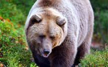 ｢上半身がなく性別すらわからない｣70代女性を亡き者に…ヒグマが遺体をバラバラに引き裂く｢衝撃の理由｣