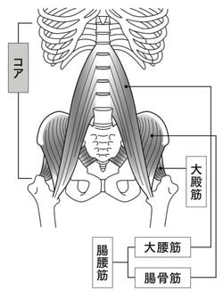 体幹（コア）は胴体部分のことを指す