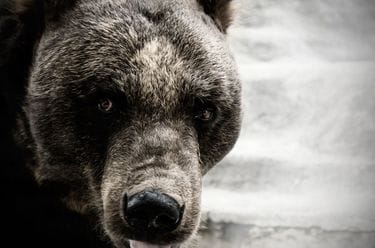 観光客がヒグマに｢スナック菓子｣を与えている…知床・羅臼岳に｢殺人グマ
