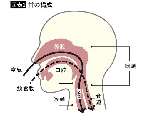 【図表1】首の構成