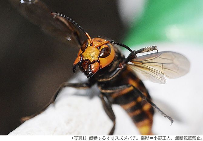 （写真1）威嚇するオオスズメバチ。撮影＝小野正人、無断転載禁止。
