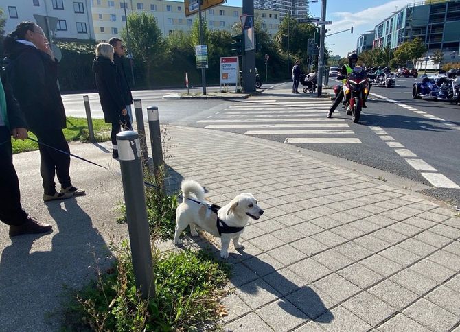 ドイツでもコロナ禍でペット販売数が増加。ドイツ食糧・農業省は1日2回の犬の散歩を義務付けた