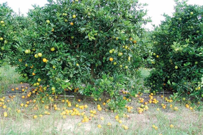 高温が影響して実を落としたオレンジの樹