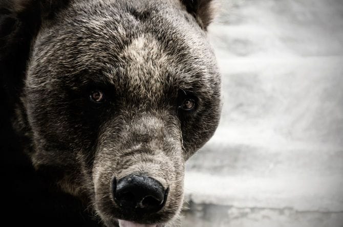 好奇心旺盛なヒグマ