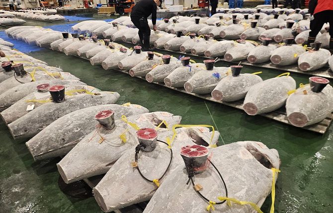 遠洋マグロはえ縄漁船が漁獲した冷凍マグロ