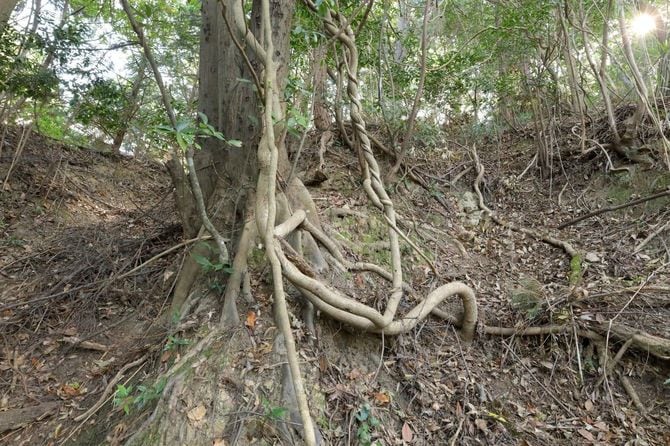 鶴賀城の畝状竪堀群