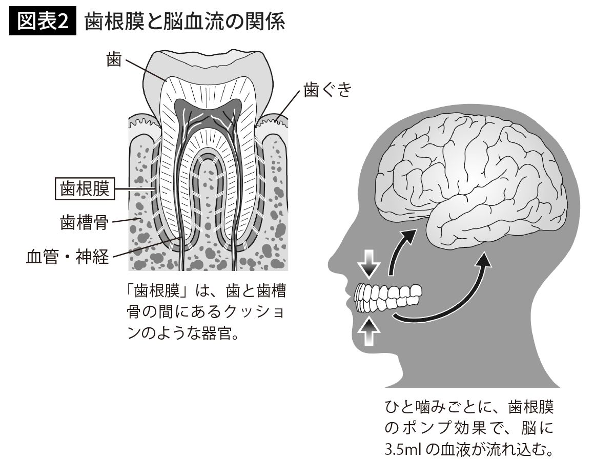 歯根膜と脳血流の関係