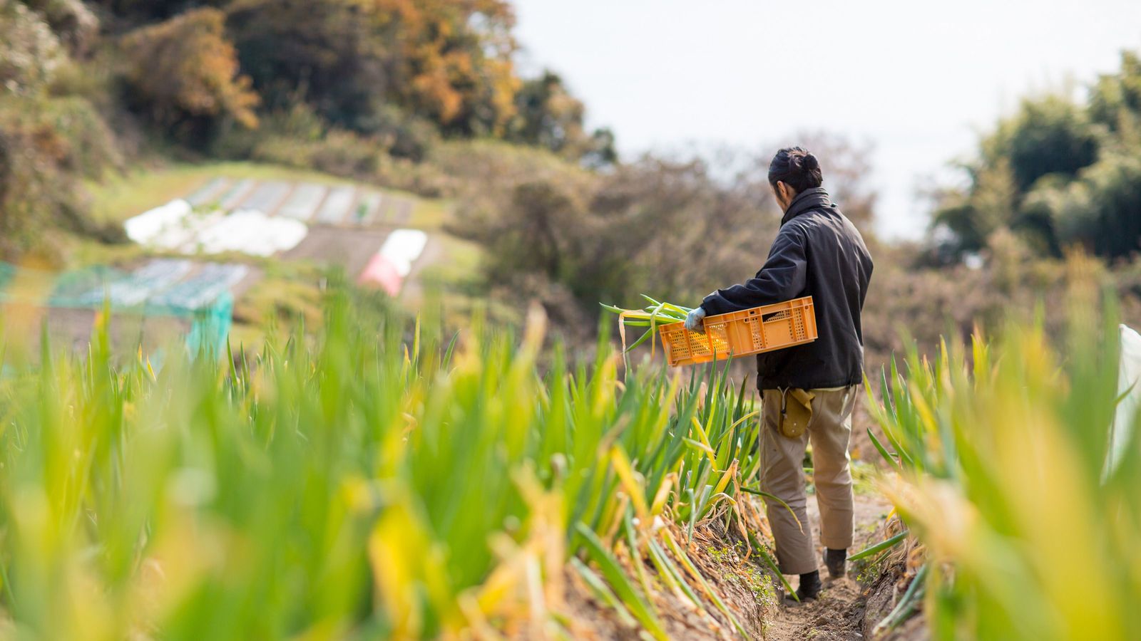 外国人労働者がいなくなれば国産野菜は消える 危機的状況にある｢農家の人手不足｣