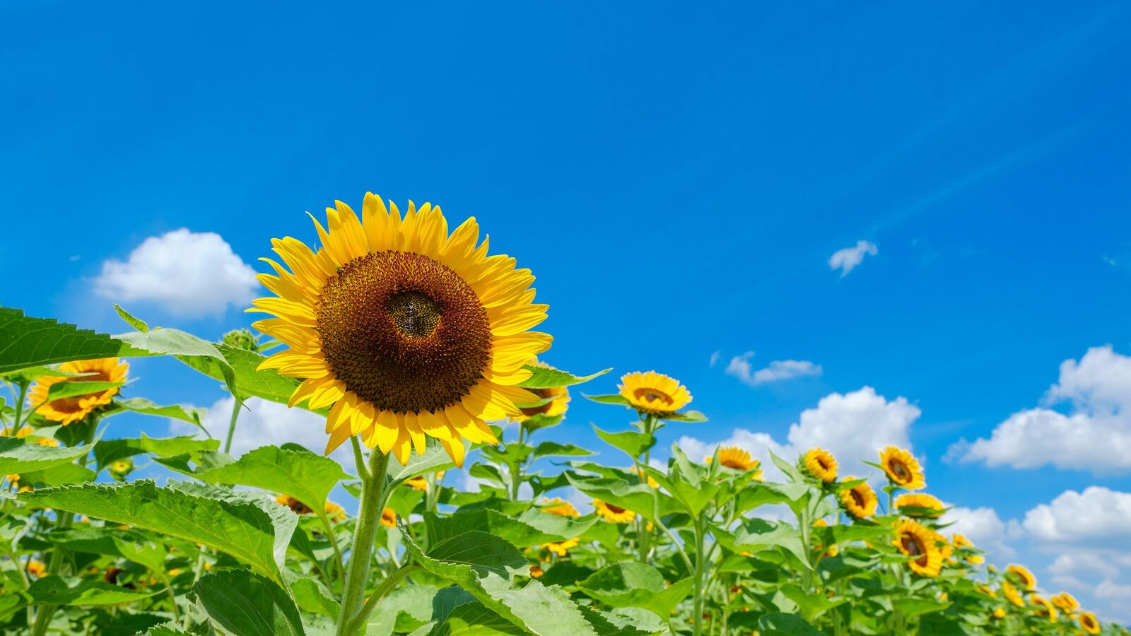 だから秋以降に伸び悩む…中学受験のプロが｢小6夏の後半戦で受けてはいけない｣という授業の種類 実力が備わっていない子は自信を無くしてしまう