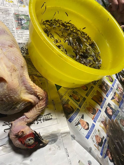 ヤマドリの羽根をむしっている最中