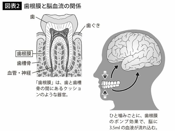 歯根膜と脳血流の関係
