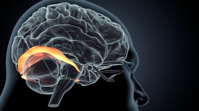 脳のイメージ図