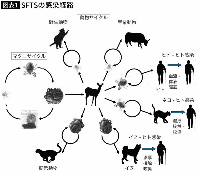 【図表】SFTSの感染経路