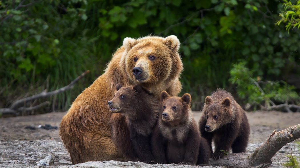 熊に9年間も育てられ､人間性を失った…行方不明ののち発見された子どもが語った｢人さらい熊｣の真実【2023上半期BEST5】 ｢喰う｣のではなく｢愛でる｣のが目的