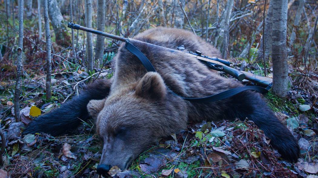 鉄棒で突き回し､最後は頭を銃で一撃…腹を割られ左前足をもがれた"クマの死体"が物語る｢人間の恐ろしい欲望｣