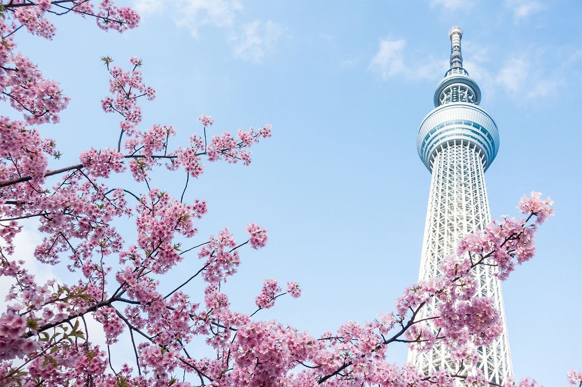 東京スカイツリーと桜