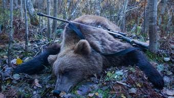 鉄棒で突き回し､最後は頭を銃で一撃…腹を割られ左前足をもがれた"クマの死体"が物語る｢人間の恐ろしい欲望｣